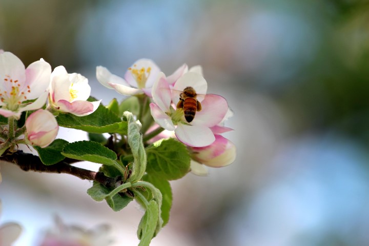 honeybee
